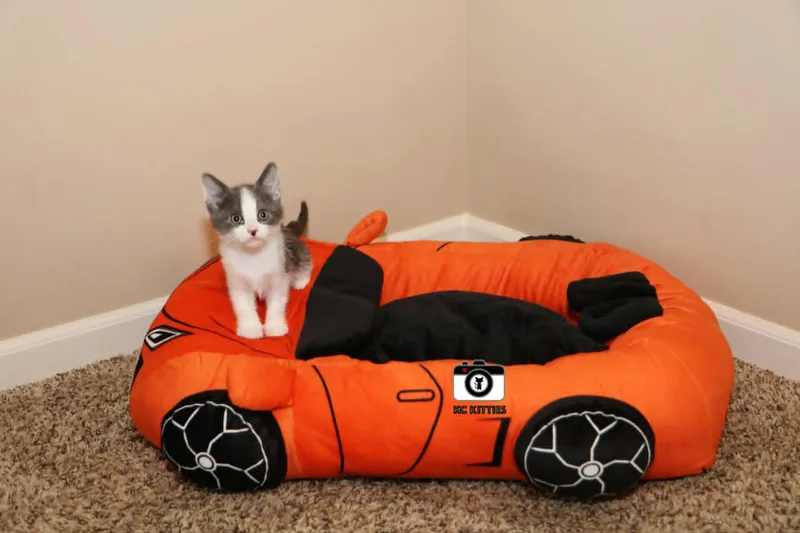 Fiero thumbnail 3
