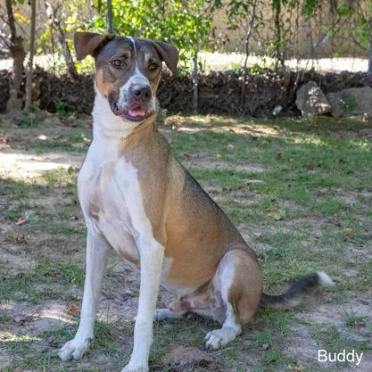 Buddy