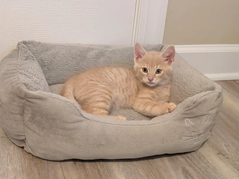 A baby medium-sized male Domestic Short Hair cat named Desi for adoption in Youngsville, NC