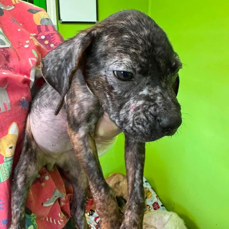 A baby small-sized female Mixed Breed dog named Fuzzle for adoption in Jackson, MO