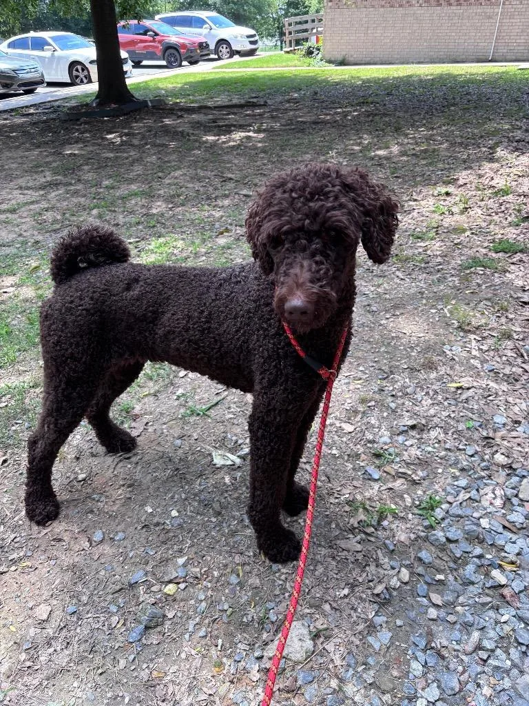 An adult medium-sized female Poodle dog named Marchie for adoption in Little Rock, AR