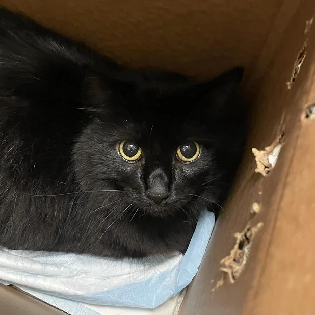 An adult large-sized male Domestic Long Hair cat named Wolverine for adoption in Chicago, IL