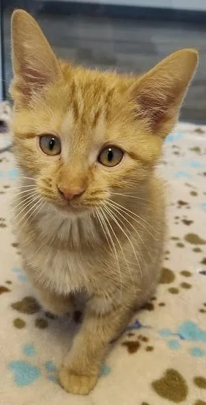 A young medium-sized male Tabby (Orange / Red) Domestic Short Hair cat named Peter for adoption in Cedar Rapids, IA