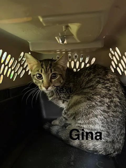 A baby medium-sized female Domestic Short Hair cat named Gina for adoption in Zimmerman, MN