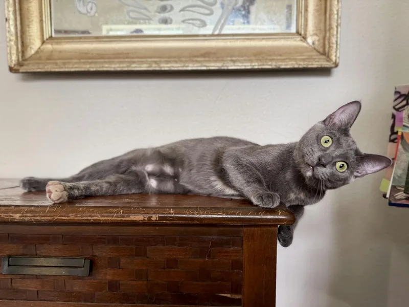 A baby medium-sized female Gray / Blue / Silver Domestic Short Hair cat named Pebble for adoption in Houston, TX