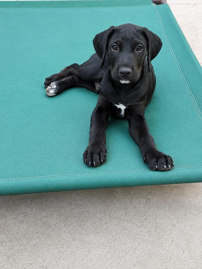 Bowie