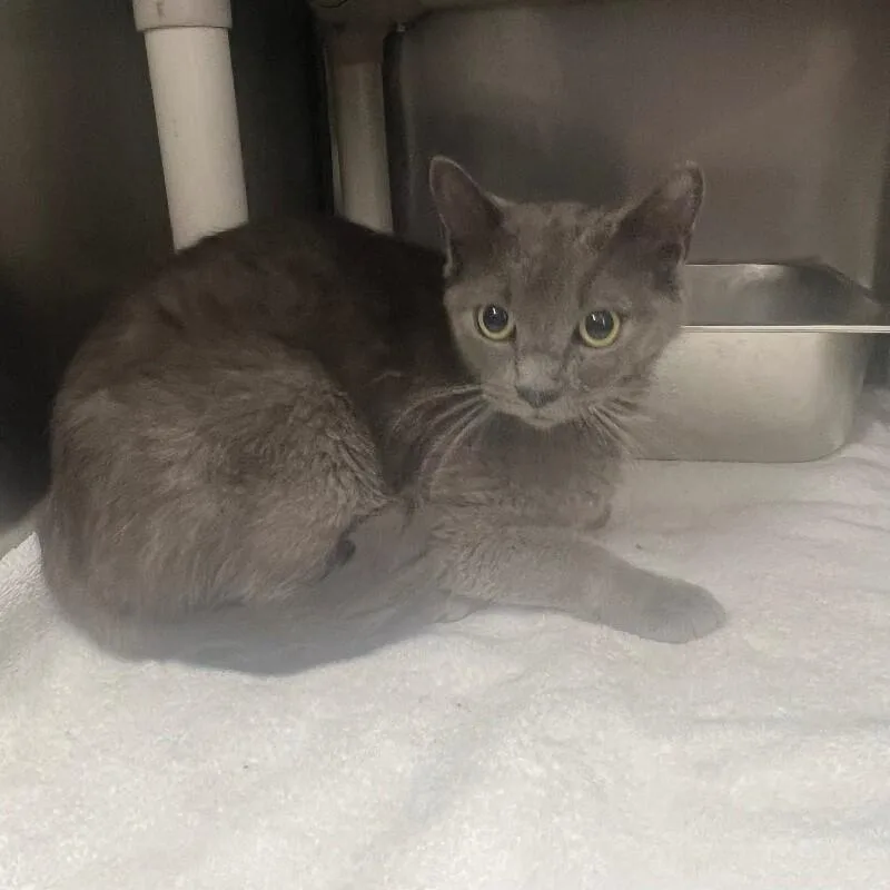 An adult medium-sized female Domestic Short Hair cat named Ariel for adoption in Roanoke, VA