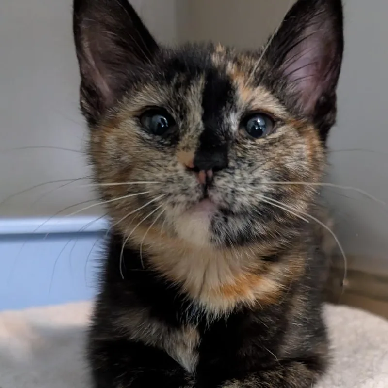 A baby small-sized female Tortoiseshell Domestic Short Hair cat named Romaine for adoption in Calverton, NY