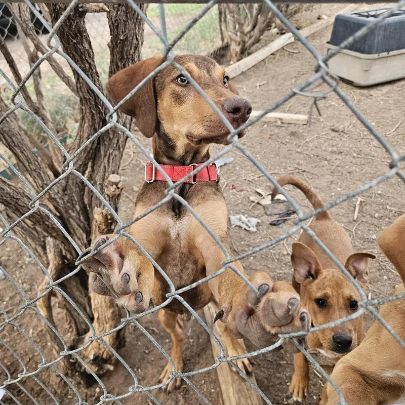 A baby small-sized male Hound dog named Deebo for adoption in Odessa, TX
