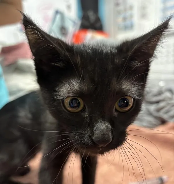 A baby small-sized female Domestic Short Hair cat named Merlot for adoption in Escondido, CA