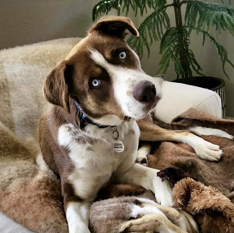 A young large-sized female Brown / Chocolate Australian Shepherd dog named Lucy for adoption in Mead, CO