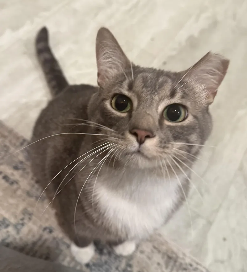 A young medium-sized male Gray & White Domestic Short Hair cat named Frankie for adoption in CANONSBURG, PA