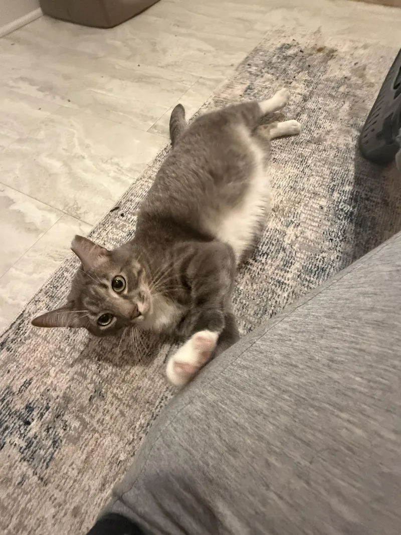 Frankie thumbnail 2