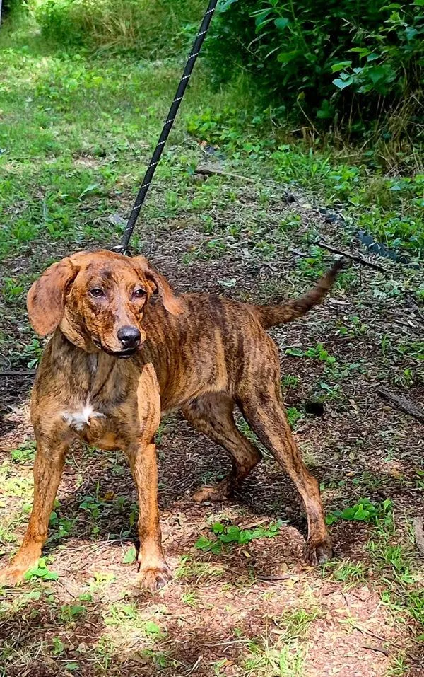 A young medium-sized female Mountain Cur dog named Ramona for adoption in Morristown, TN