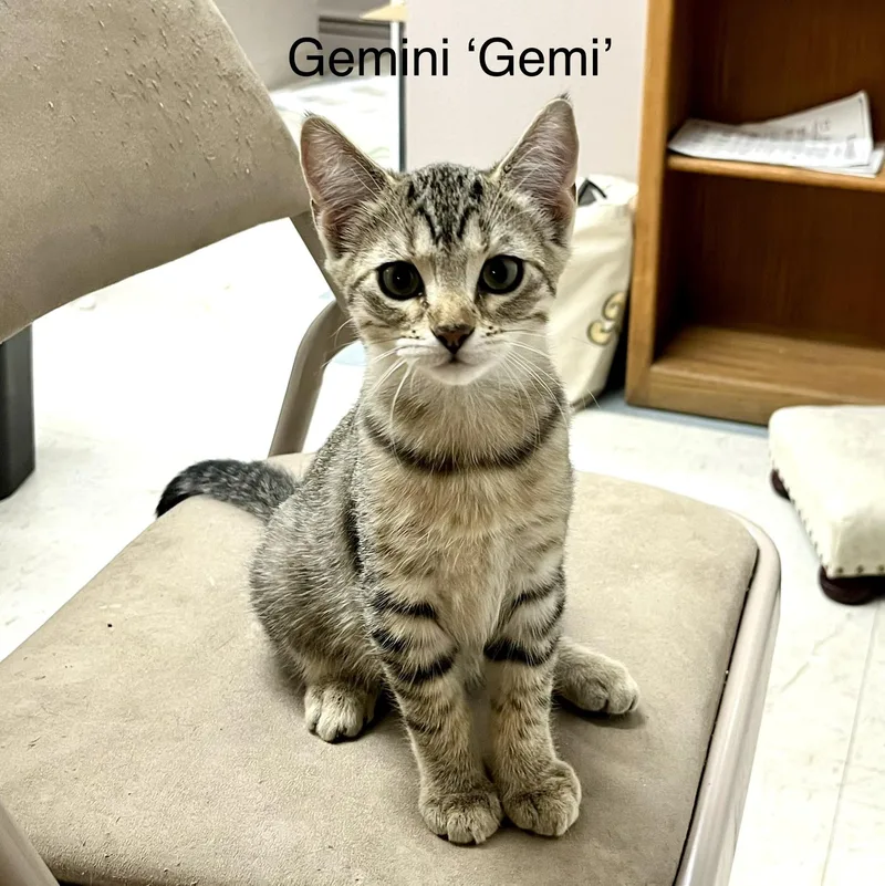 A young small-sized female Tabby (Gray / Blue / Silver) Domestic Short Hair cat named Gemini for adoption in Roswell, NM