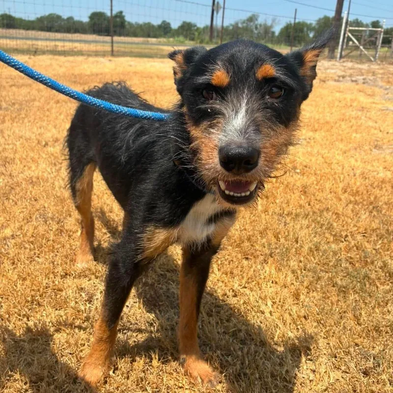 An adult medium-sized male Black Wirehaired Terrier dog named Cosmo JuM for adoption in Austin, TX