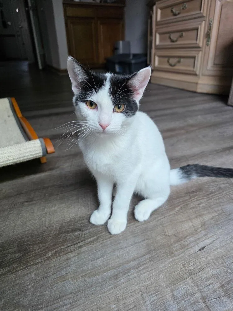 A baby small-sized male Black & White / Tuxedo Domestic Short Hair cat named Hitch for adoption in Virginia Beach, VA