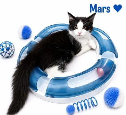 A baby small-sized male Domestic Medium Hair cat named Mars for adoption in Cumming, GA