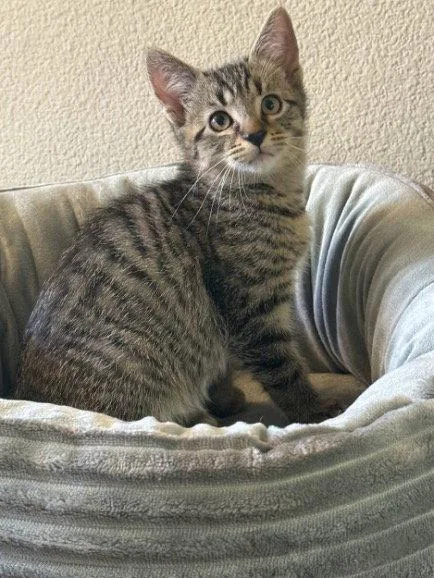 A baby small-sized male Domestic Short Hair cat named Deran for adoption in Mission Viejo, CA