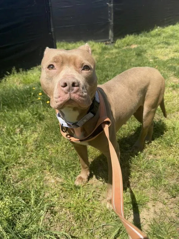 An adult medium-sized female Pit Bull Terrier dog named Lilac for adoption in Millersville, MD