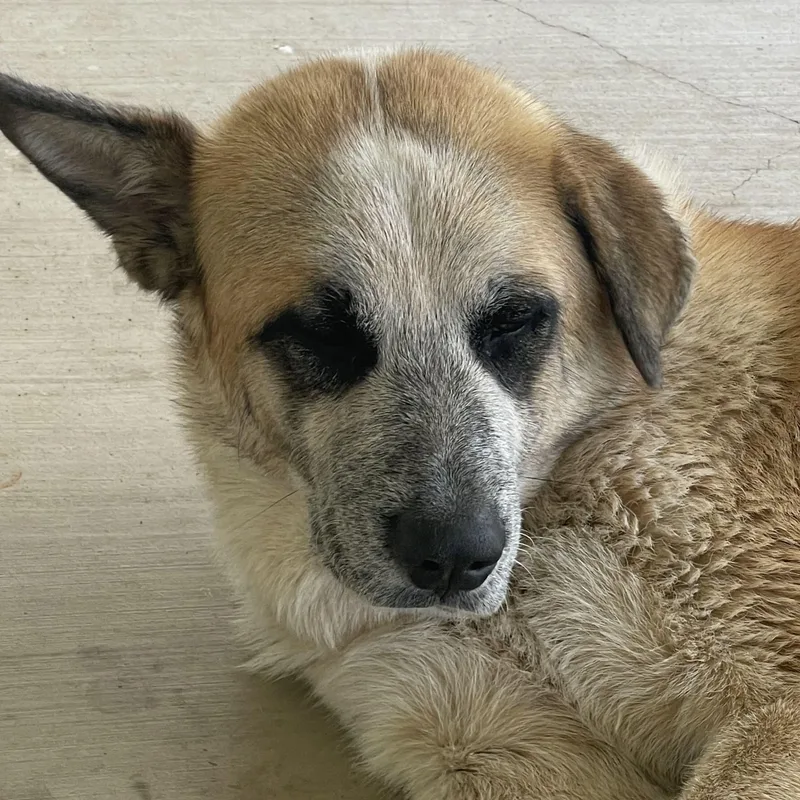A young large-sized male Anatolian Shepherd dog named Panda Dfw for adoption in Quinlan, TX