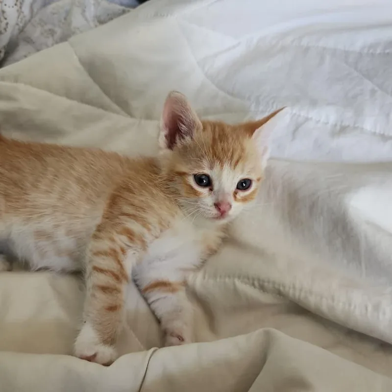 A baby small-sized male Orange / Red Domestic Short Hair cat named Elvis for adoption in Long Beach, CA