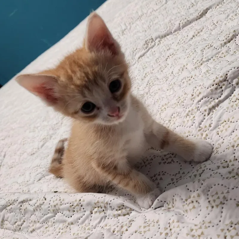 Elvis thumbnail 5