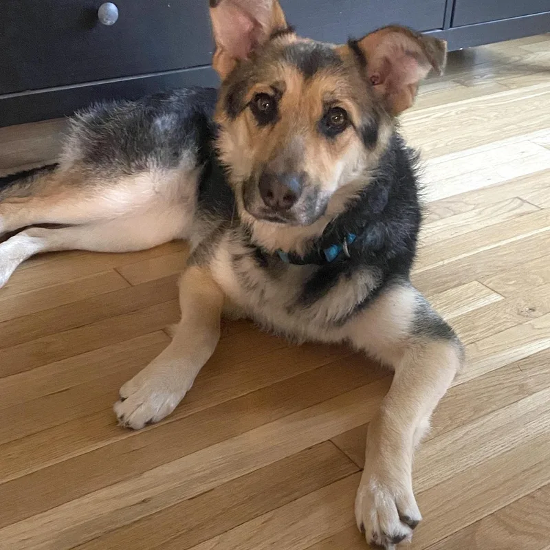 A young medium-sized female Shepherd dog named Torrie for adoption in Morristown, NJ