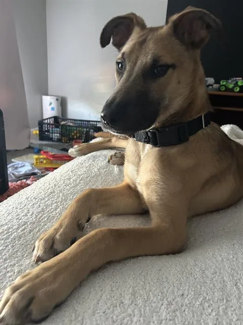A young small-sized male Shepherd dog named Mo for adoption in San Antonio, TX