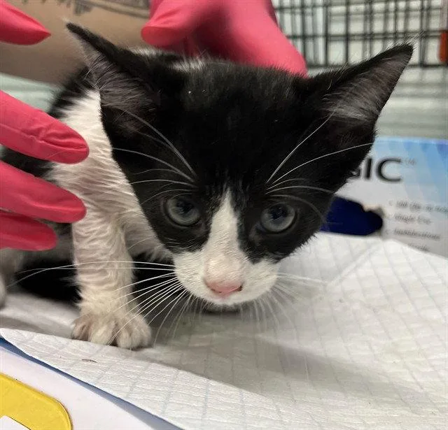 A baby small-sized female Black & White / Tuxedo Domestic Short Hair cat named Serenity for adoption in Tavares, FL