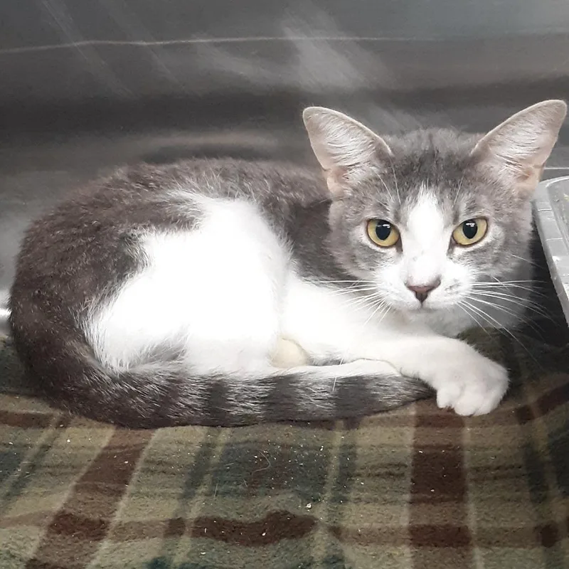 An adult medium-sized female White Domestic Short Hair cat named Mia for adoption in Spokane, WA