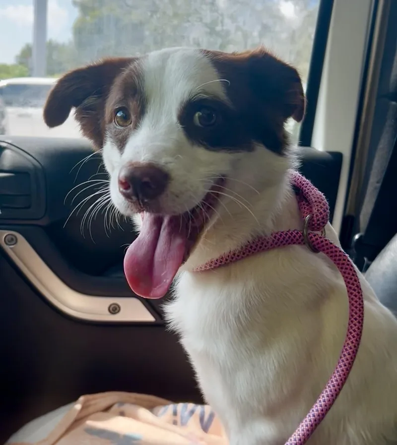 A young small-sized male Border Collie dog named Snowball for adoption in Coconut Creek, FL