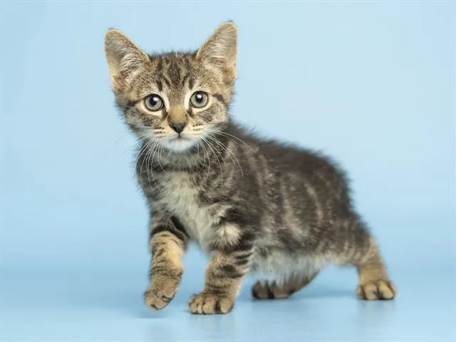 A baby small-sized male Domestic Short Hair cat named Jimmy for adoption in Phoenix, AZ