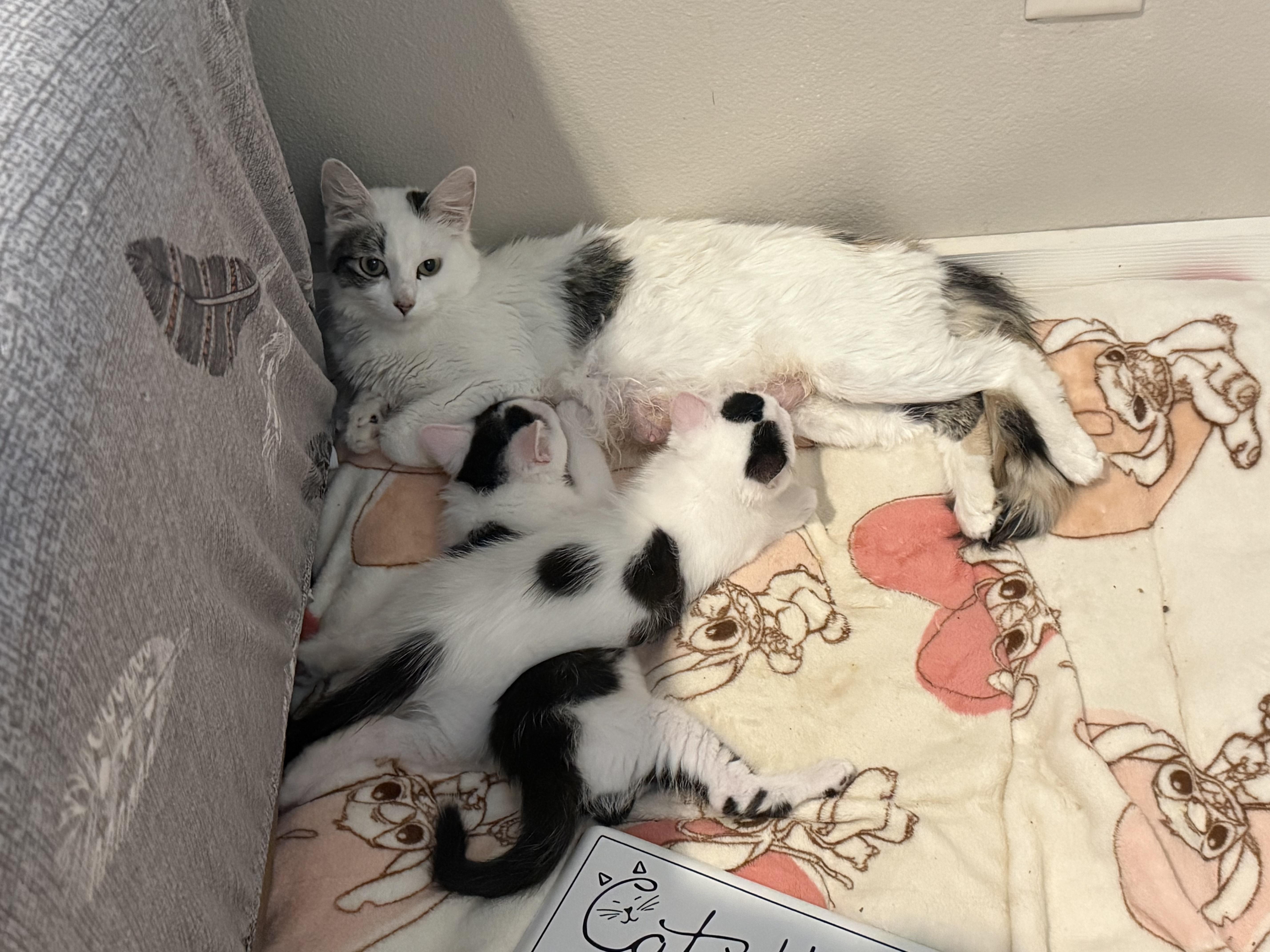 A young medium-sized female Turkish Van cat named Dolly for adoption in Blaine, MN
