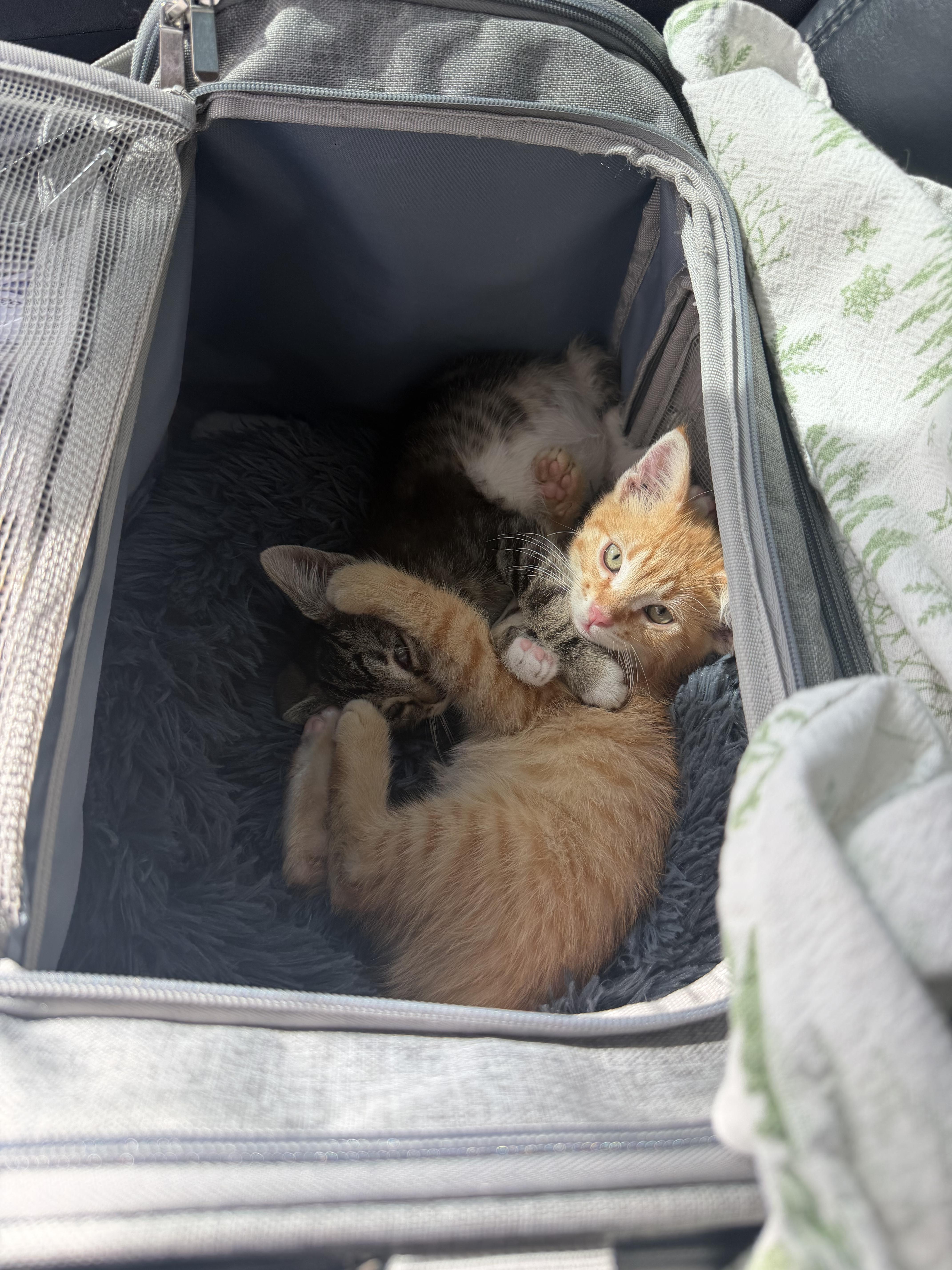 A baby small-sized female Domestic Short Hair cat named Bishi for adoption in Long Beach, CA