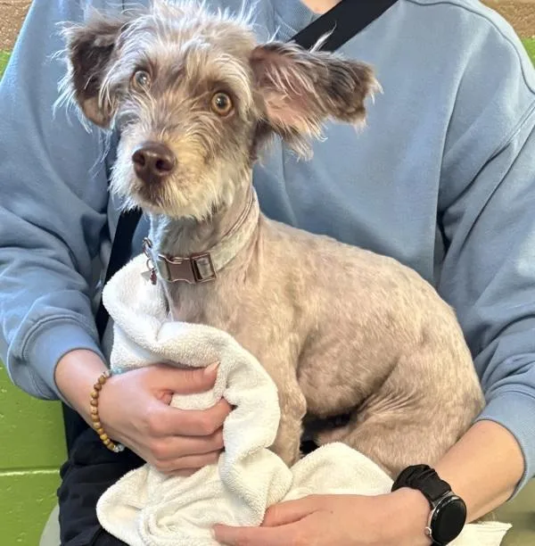 An adult small-sized male Yorkshire Terrier dog named Pen  Pip for adoption in Lawrenceville, GA