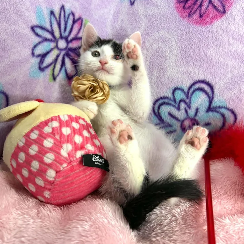 A baby small-sized female Turkish Van cat named Gwynn for adoption in Tavares, FL