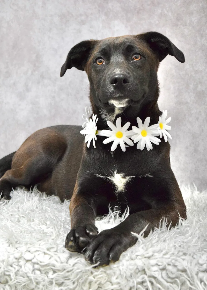 A baby medium-sized female Black Pit Bull Terrier dog named Tari for adoption in Dublin, CA