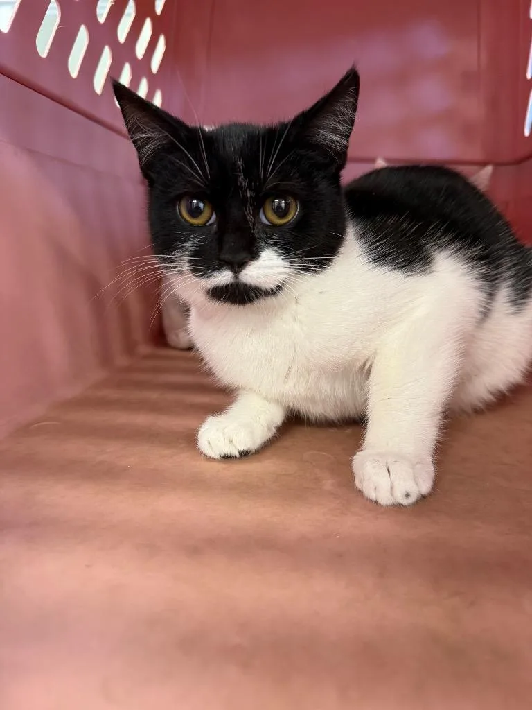A baby small-sized female Domestic Short Hair cat named Brinlyn for adoption in Thousand Oaks, CA