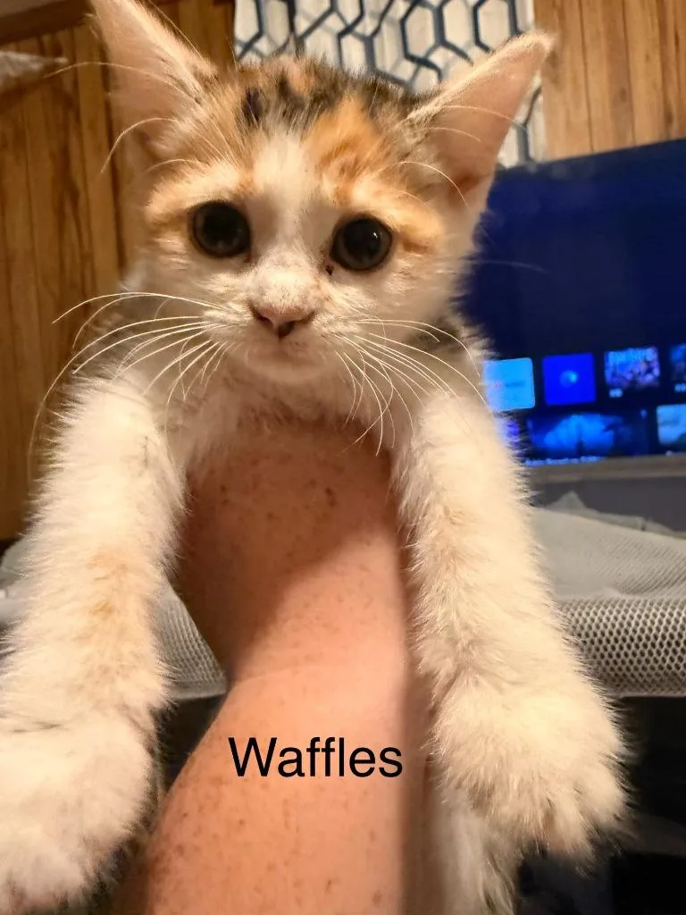 A baby medium-sized female Domestic Short Hair cat named Waffles for adoption in Johnson City, TN