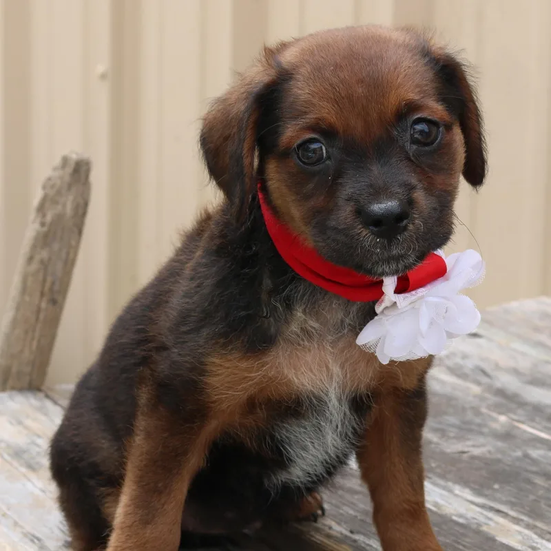 A baby medium-sized female Australian Cattle Dog / Blue Heeler dog named Annabelle for adoption in Bandera, TX