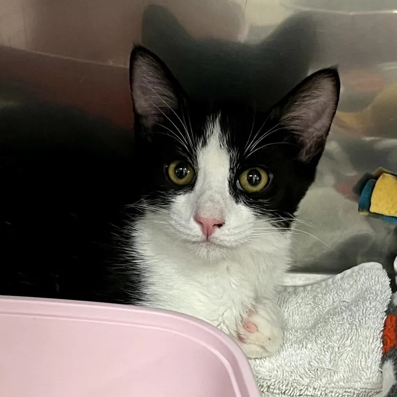 A baby medium-sized male Black Domestic Short Hair cat named Ponyboy for adoption in Morgan Hill, CA