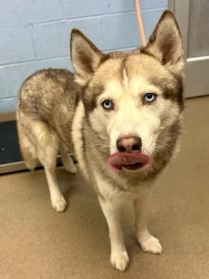 An adult large-sized male Mixed Breed dog named Husk for adoption in Chamblee, GA