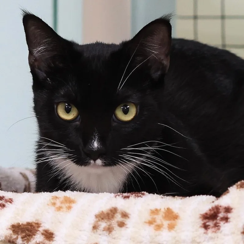 A young small-sized female Black Domestic Short Hair cat named Snickers for adoption in Los Angeles, CA