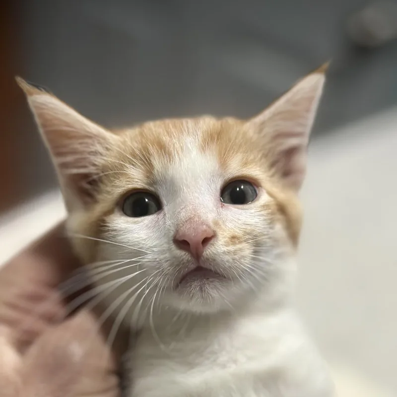 A baby large-sized male Orange & White Domestic Short Hair cat named Apollo for adoption in Watkinsville, GA