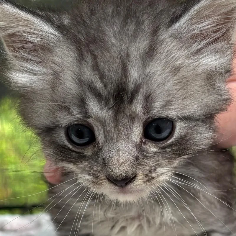 Dusty Miller thumbnail 2