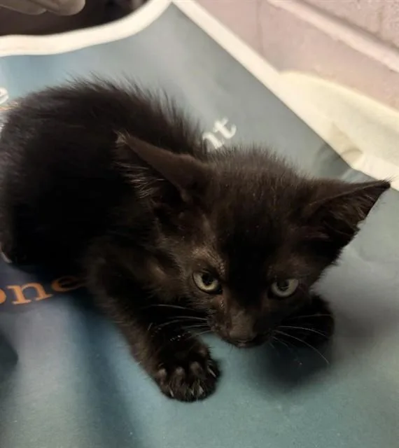 A baby small-sized male Domestic Short Hair cat named Delmonte for adoption in Jacksonville, FL