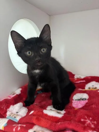 A baby small-sized female Domestic Short Hair cat named Maizy for adoption in Manteo, NC