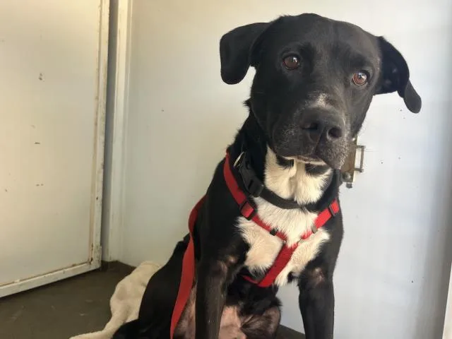 An adult medium-sized male Labrador Retriever dog named Sully for adoption in San Luis Obispo, CA