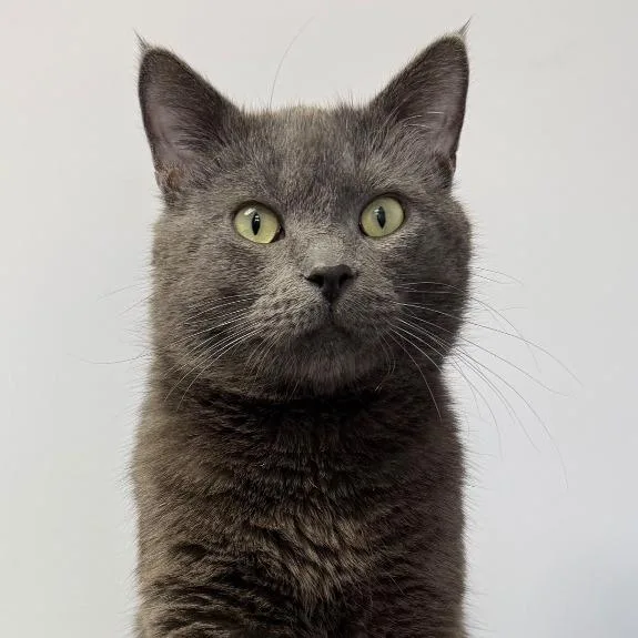 An adult small-sized male Domestic Short Hair cat named Smoked Gouda for adoption in Archbold , OH